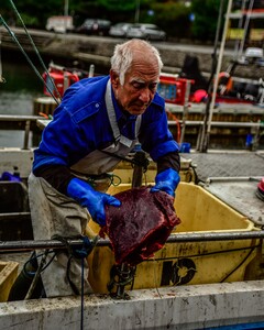 Whale meat - the legal trade in the meat of whales and seals is worth millions of dollars Credit Robert Bahn